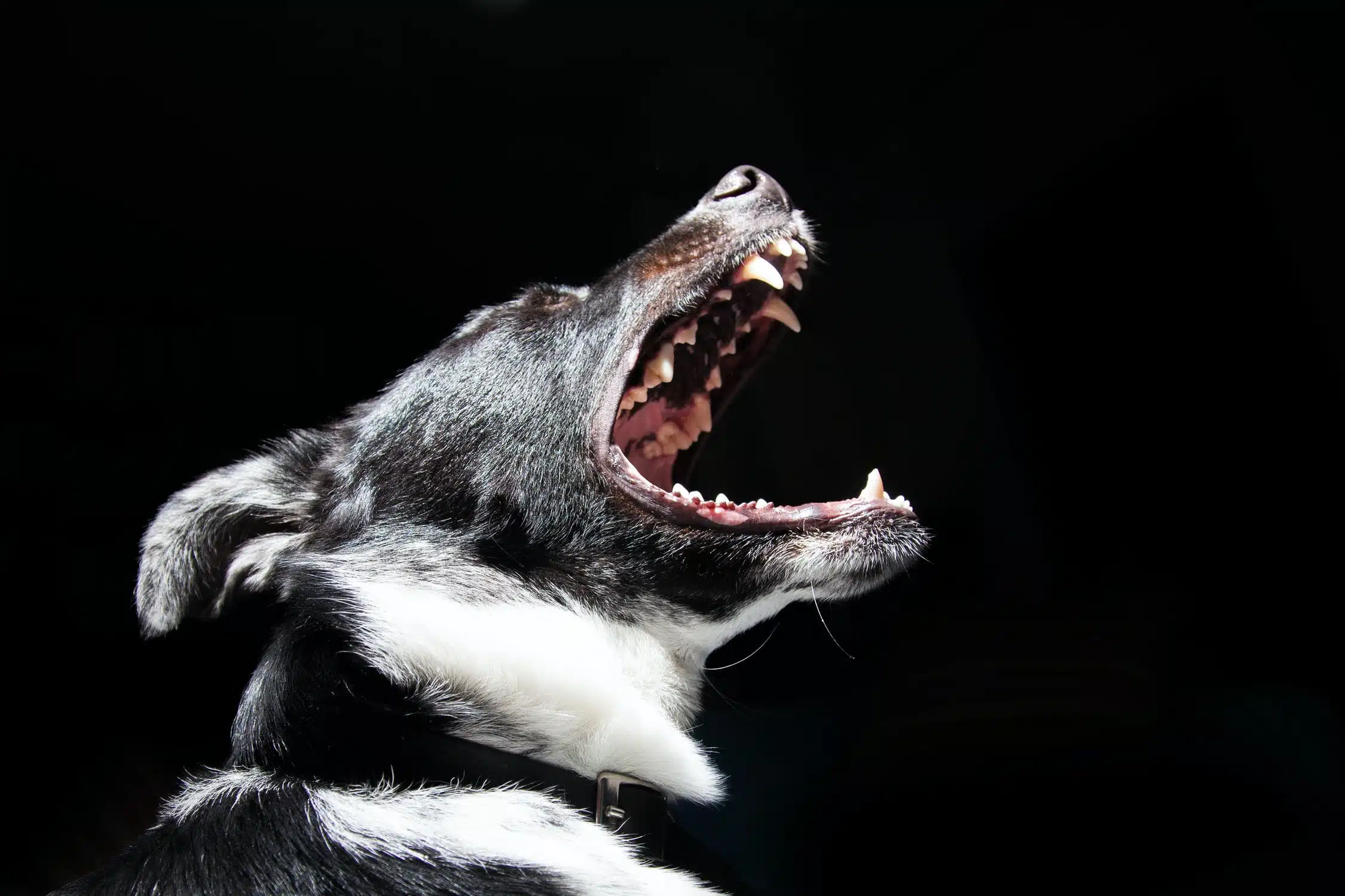 Black and white dog barking with mouth open