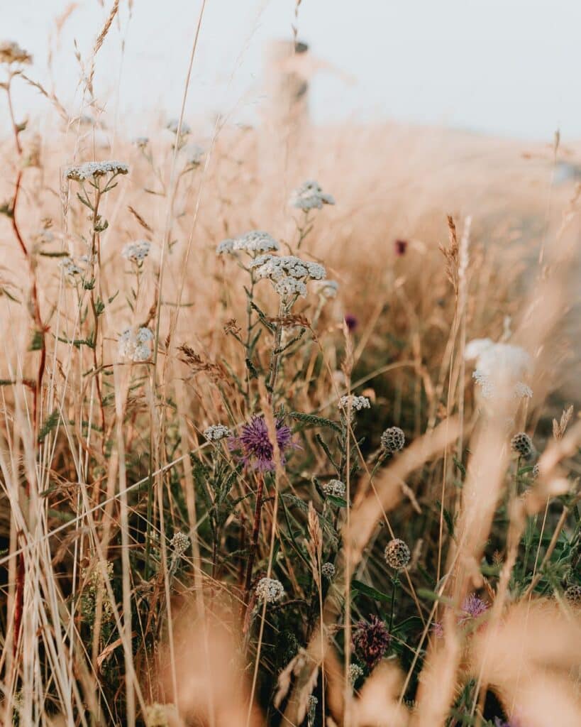 a field of flowers and grass